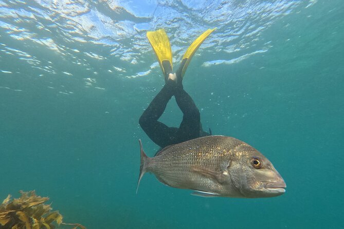 Goat Island Experience Advanced Snorkel Tour - Key things you’ll notice right away