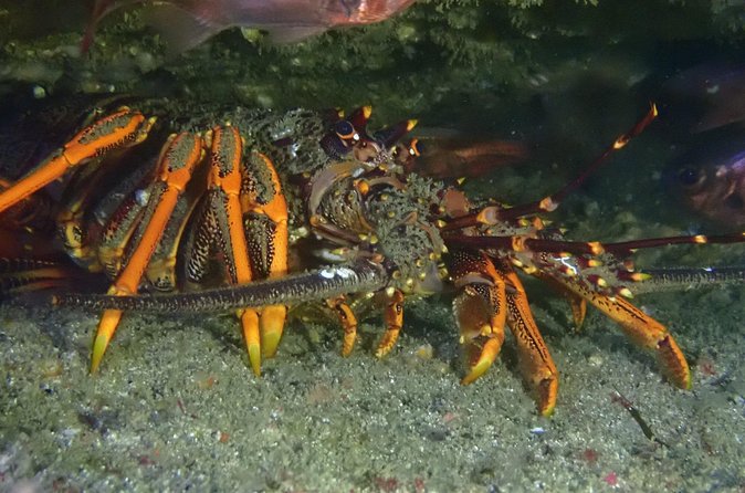 Goat Island Experience Advanced Snorkel Tour - The marine life list: what you’re actually hoping to see
