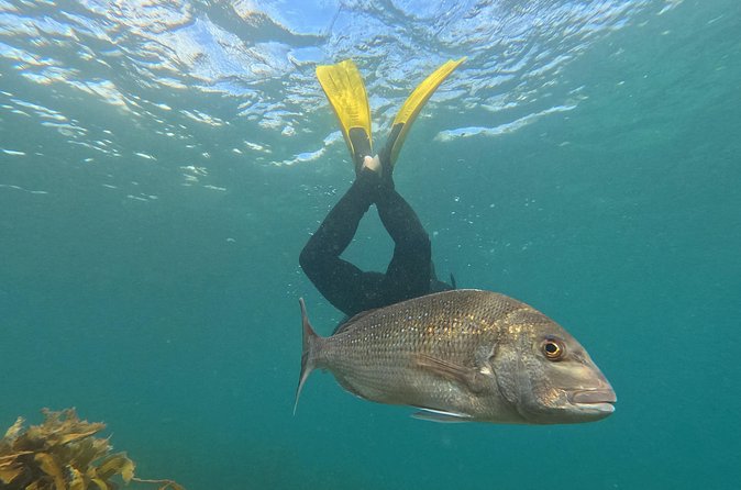 Goat Island Experience Advanced Snorkel Tour - Safety and comfort: why the coaching makes the water feel manageable