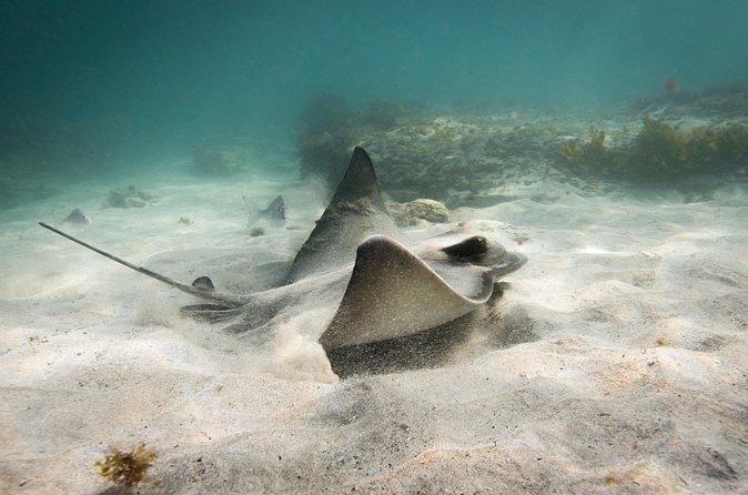 Goat Island Experience Advanced Snorkel Tour - Who this advanced snorkel tour is best for