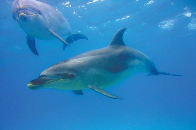 Group tour to Bay of Islands return from Auckland - Paihia Harbour cruise: dolphins, commentary, and that big-island feeling
