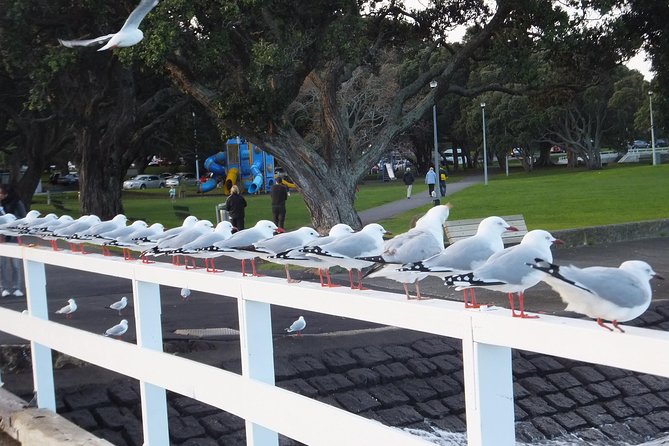 Guided North Head Fort Segway Tour in Devonport Auckland - Price and Value: What $108.60 Gets You