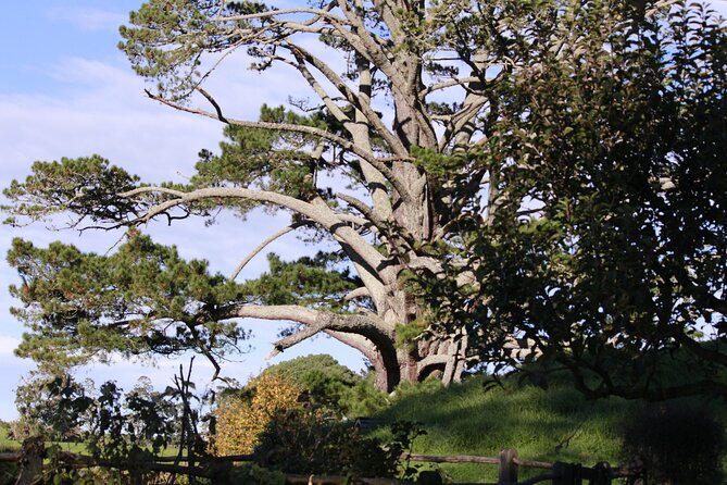 Hobbiton Afternoon Tour in Luxury Minibus from Auckland - Who This Tour Suits Best (And Who Should Rethink It)