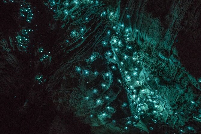 Hobbiton and Waitomo Caves Small Tour from Auckland - Price and logistics: is $313.39 per person worth it?