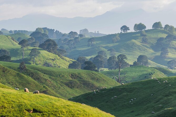 Hobbiton Movie Set Small Tour from Auckland - Beyond the Door: stepping inside Hobbit homes (availability check)