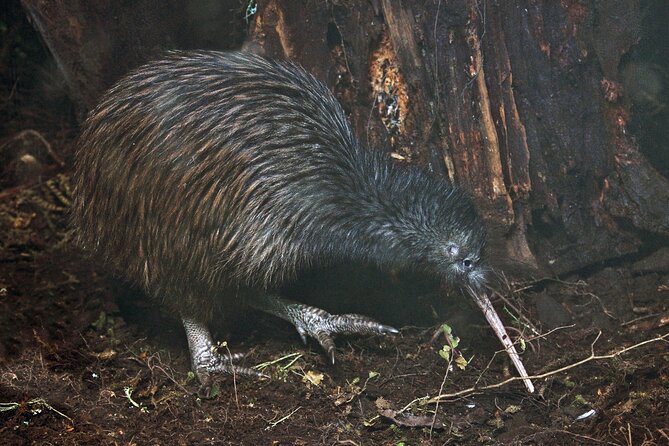 Nocturnal Wonders Tawharanui Kiwi Spotting and Stargazing Tour - Key things to know before you go