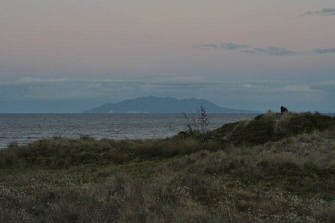 Nocturnal Wonders Tawharanui Kiwi Spotting and Stargazing Tour - Who This Tour Suits Best (and Who Might Want Something Different)