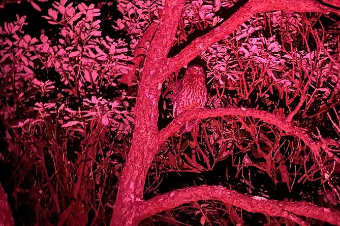 Nocturnal Wonders Tawharanui Kiwi Spotting and Stargazing Tour - Practical Tips to Make the Most of the Night