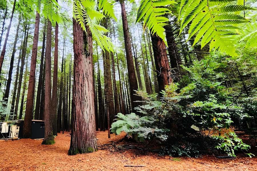 Private Hobbiton & BlueSprings & Redwood forest fromAuckland - Rotorua City plus geothermal highlights in 2.5 hours