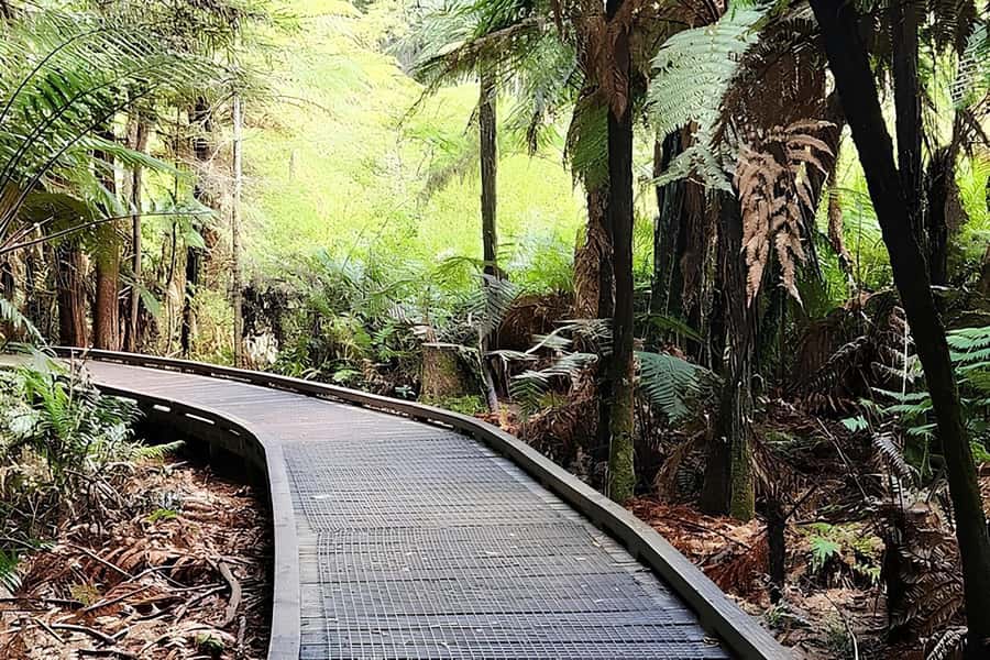Private Hobbiton & BlueSprings & Redwood forest fromAuckland - Redwoods Altitude: a short nature hit, not a long hike