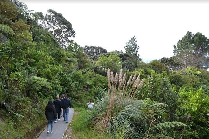 Private Tour - Coromandel Beach, Caves & Forest - Driving Creek Railway + pottery: kauri forest views over the Hauraki Gulf