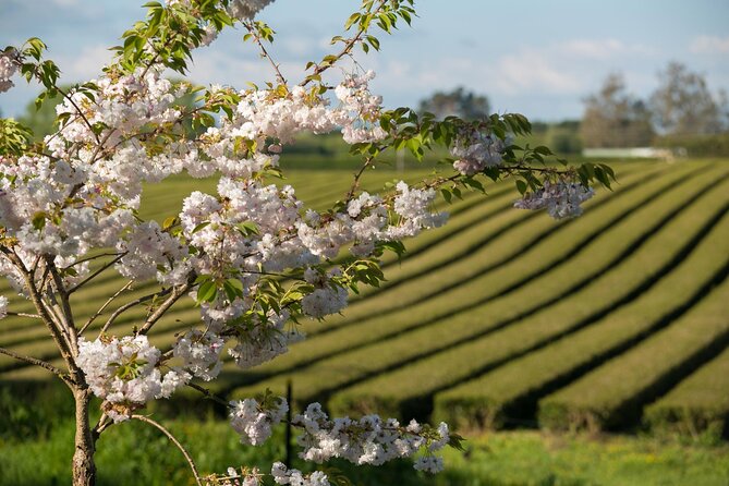 Private tour from Auckland - Waitomo Glowworm Caves, Zealong Tea & Kiwi Bird - Auckland to Waikato in one day: why this route works