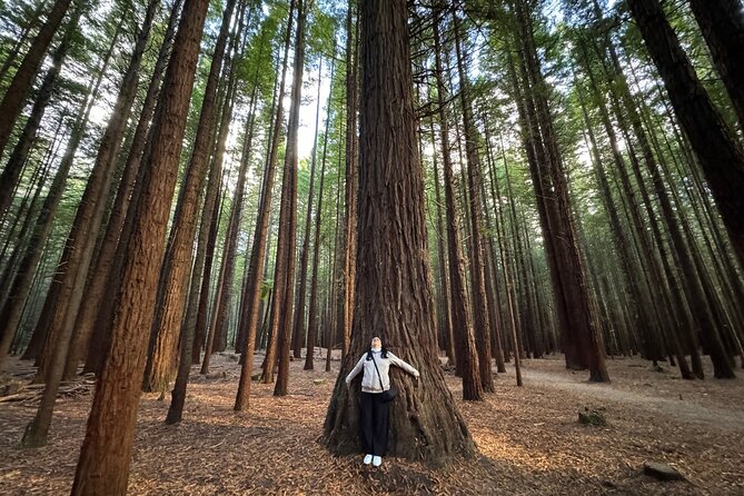 Private Tour: Hobbiton Movie Set, Rotorua Mud Pool & Treewalk - Redwoods Treewalk in Whakarewarewa Forest: bridges, platforms, and the feel of height