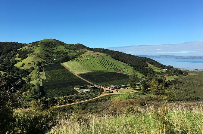 Private Vineyard Bush Walk Tour in Waiheke Island - Who this private bush walk suits best