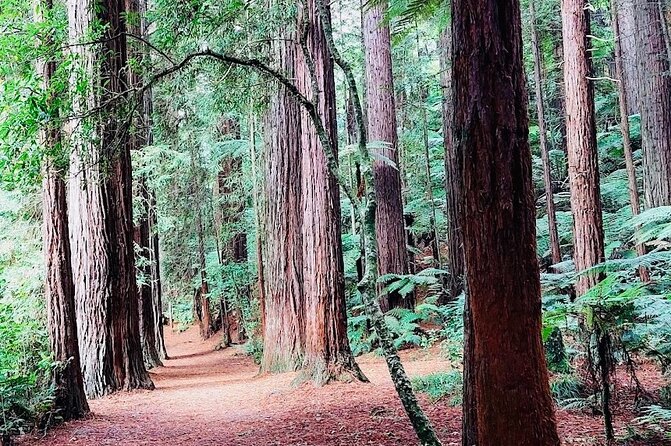 Rotorua & Taupo DayTour with Waiotapu & Huka Falls from Auckland - Rotorua town, lake edges, and Government Gardens