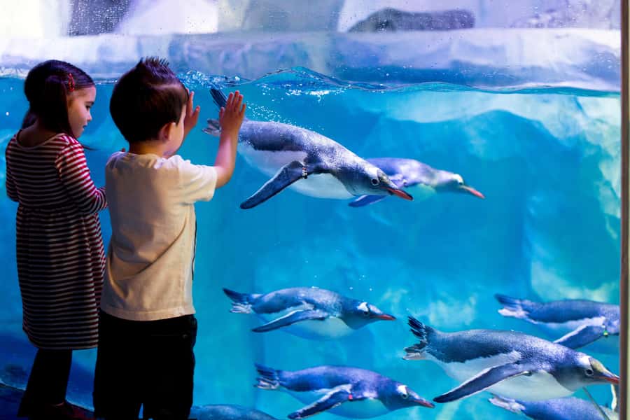 Sea Life Kelly Tarlton's Aquarium General Admission - Underwater tunnels and the Shark Tunnel effect