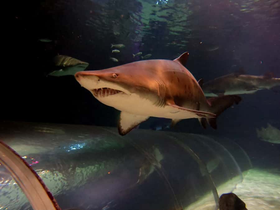Sea Life Kelly Tarlton's Aquarium General Admission - Rockpool touch time and the turtle rehab angle