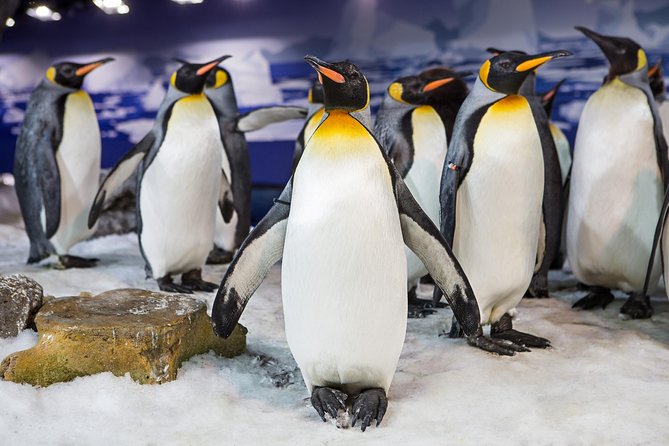 SEA LIFE Kelly Tarlton's General Admission - Getting oriented fast: the layout and themed zones