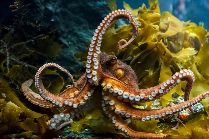 SEA LIFE Kelly Tarlton's General Admission - Staff, cleanliness, and how the experience feels on the ground