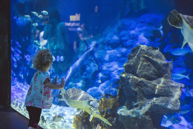 SEA LIFE Kelly Tarlton's General Admission - Antarctic Encounter: king and Gentoo penguins up close