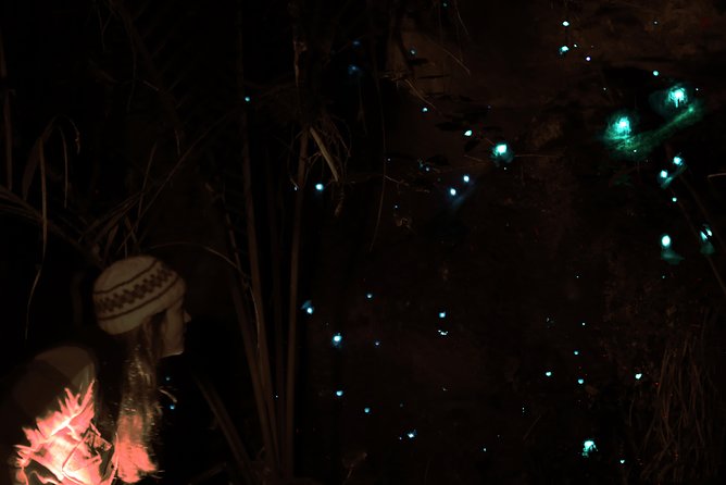 See Auckland's Secret Glow Worms - Auckland Glowworms Without the Long Drive