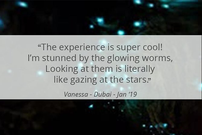 See Auckland's Secret Glow Worms - Comfort and Safety on a Night Tour in Native Bush