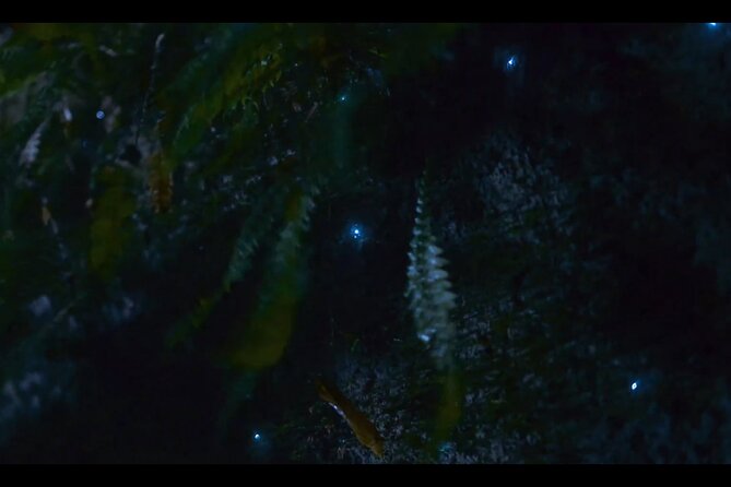 See Auckland's Secret Glow Worms - Should You Book This Auckland Secret Glowworms Tour?
