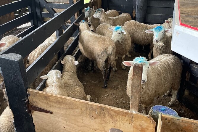 Sheep World Country Tour from Auckland - Stop 2: Honey Centre Warkworth for quick live-bee viewing and manuka tasting
