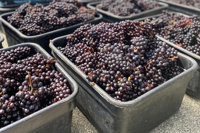 Sip & Savour through Waiheke Island (11 guests max) - The scenic drive: island stories before the first pour