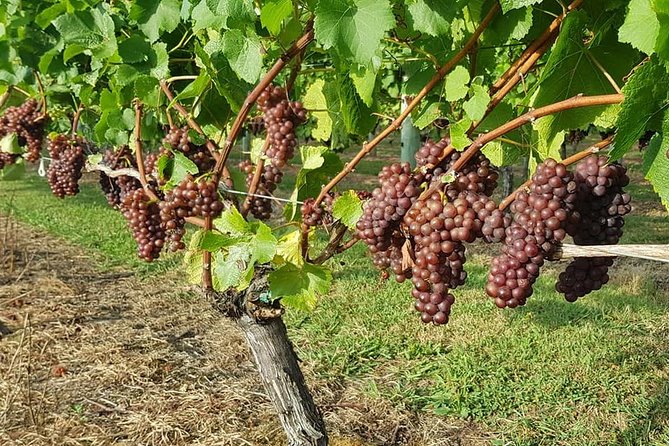 Small-Group Kumeu Wine Country Tour with Wine Tastings & Lunch - Key Highlights at a Glance