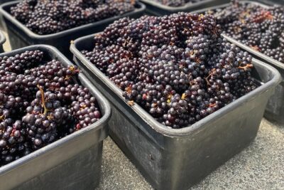 The Boutique Experience: Waiheke Best Cellar Tour (11 guests max) - Three vineyards, 10–15 wines tasted: why the pacing works