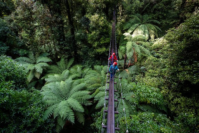 The Ultimate Canopy Zipline Experience Private Tour From Auckland - The canopy course: ziplines, swing bridges, abseil, and a 50m cliff walk