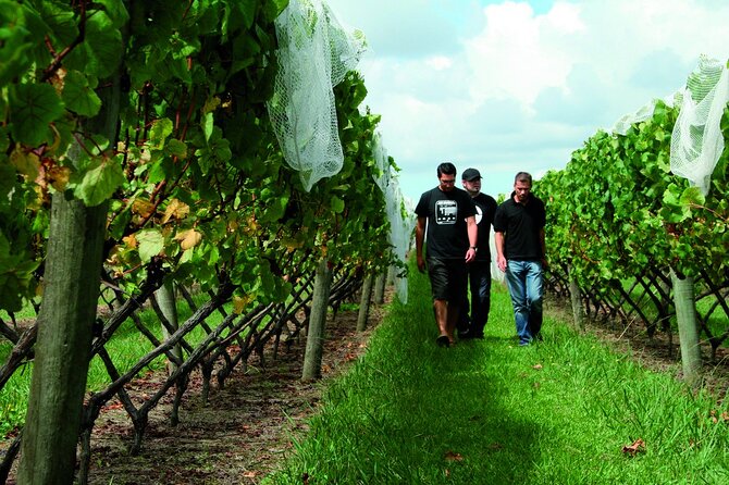 Vineyards Honey and Black Sand Beaches from Auckland - Price and Value: Why $183.07 Can Feel Fair (or Not)