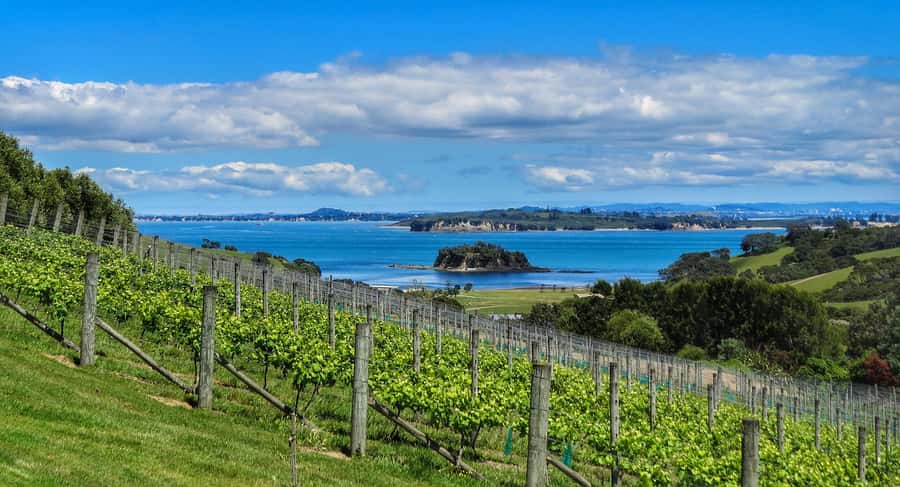 Waiheke Island: Afternoon Wine Tour with Oceanfront Lunch - Three Vineyards Wine Tastings: What You Actually Get from the Stops