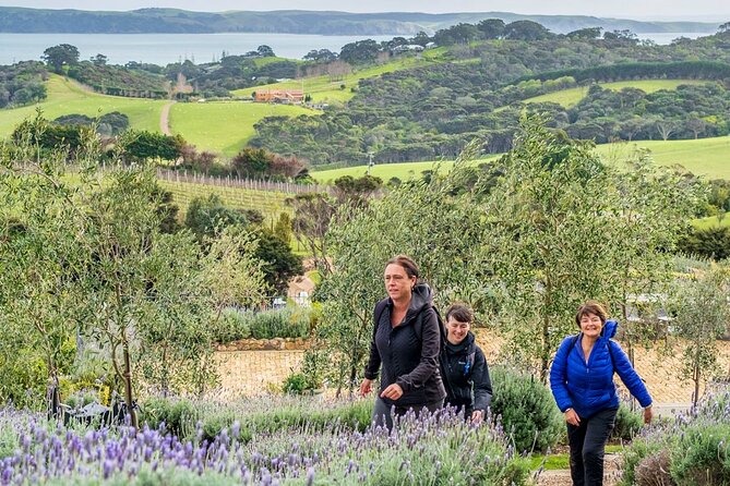 Waiheke Island History and Heritage Tour - Pa summit and archaeological remains: kumara pits and shell middens