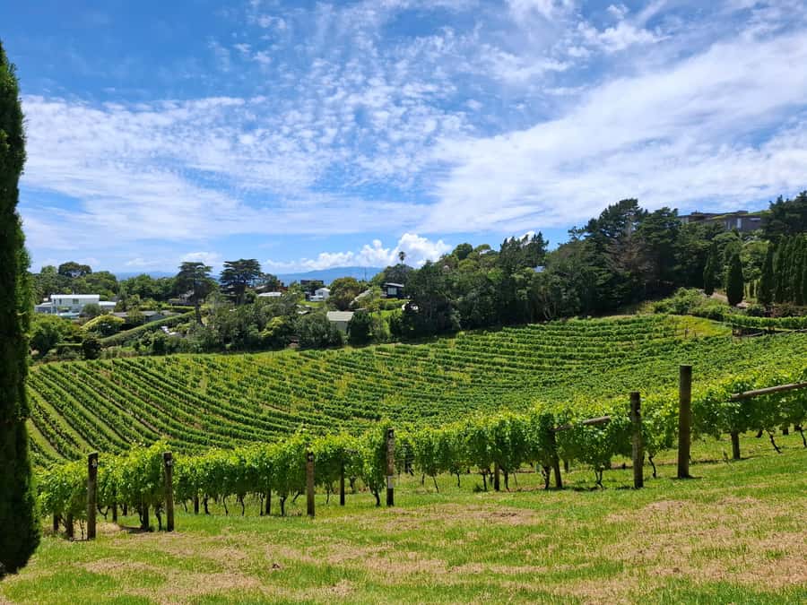 Waiheke Island: Sip and Savor 3 Vineyards Tour with Lunch - The Van Ride and the VIP Feel: Small Group, Few Waits