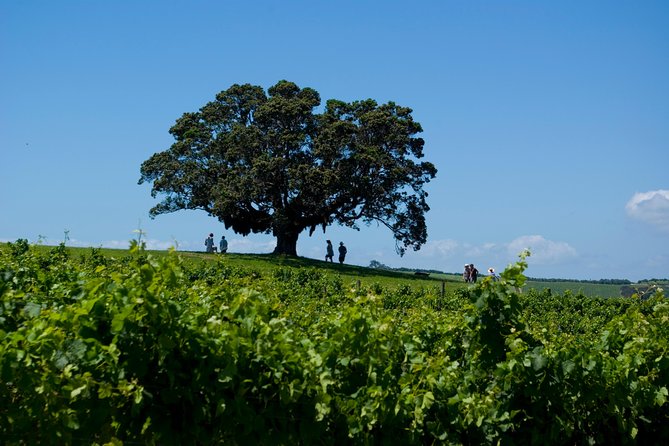 Waiheke island Wine Tours - PREMIUM wine tasting MAX 11 clients ! - The 3-vineyard route: how the premium tastings play out