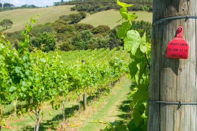 Waiheke island Wine Tours - PREMIUM wine tasting MAX 11 clients ! - Group dynamics: why small size still needs communication