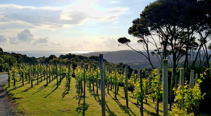 Waiheke: Scenic Taste and Graze Tour with Wine, Whisky, Beer - Stonyridge Vineyard lunch: platters plus a view you’ll remember