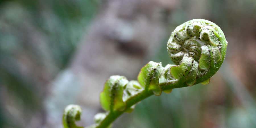 Waitakere Ranges Wilderness Experience Tour from Auckland - Rainforest bush tracks: kauri, tree ferns, and birdsong