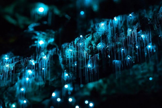 Waitomo Caves Private Tour from Auckland - The flat-bottom boat ride: the moment the ceiling takes over